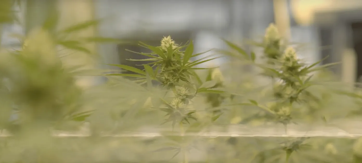 On the farm with Almanac Agriculture